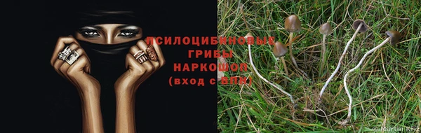 PSILOCYBIN Горнозаводск